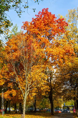 autumn  fall  tree  nature  park  trees  leaves