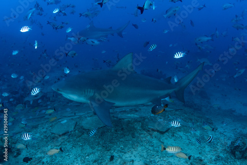 Bull Shark, Carcharhinus leucas in deep blue ocean © Krzysztof Bargiel