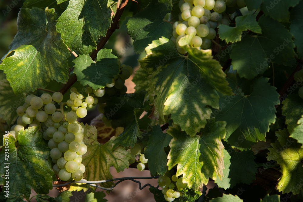 custom made wallpaper toronto digitaldes raisins blancs chardonnay aligoté dans une vigne à Meursault bourgogne
