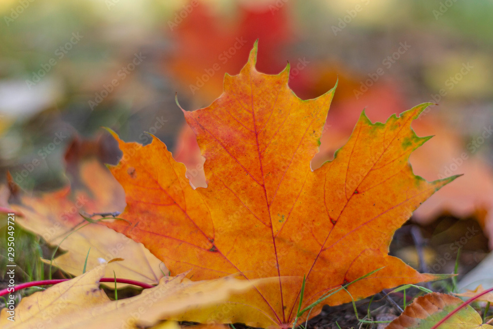 autumn, fall, tree, nature, park, trees, leaves