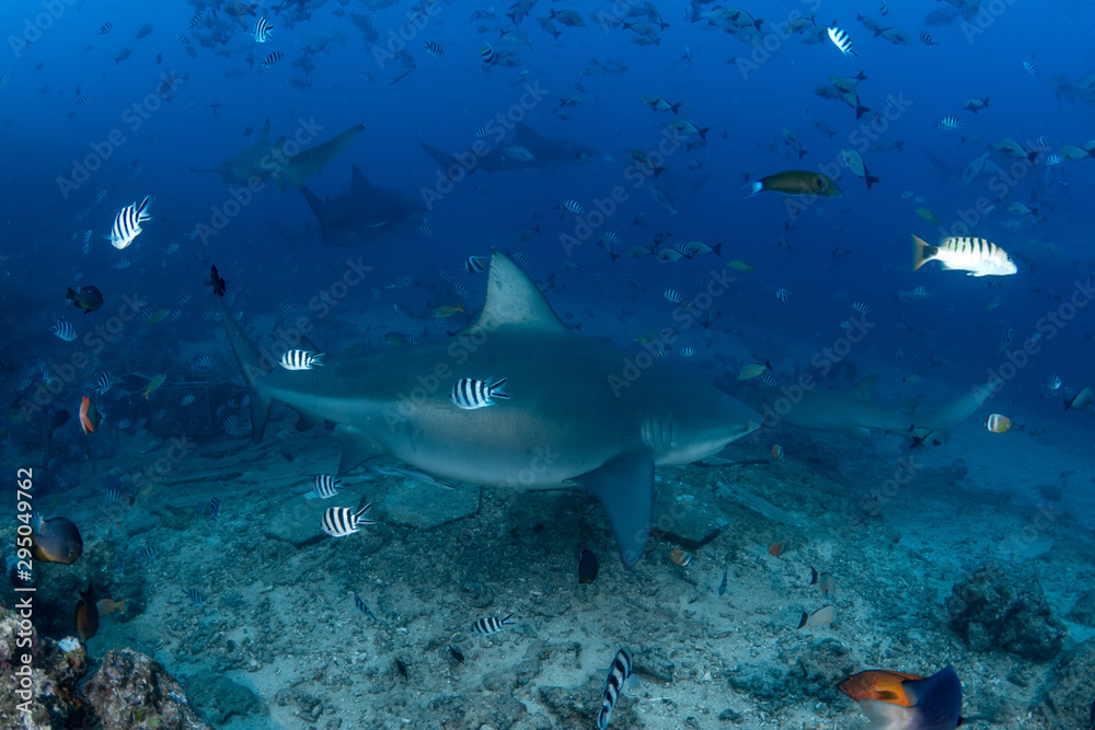 Bull Shark, Carcharhinus leucas in deep blue ocean Bull Shark, Carcharhinus leucas in deep blue ocean