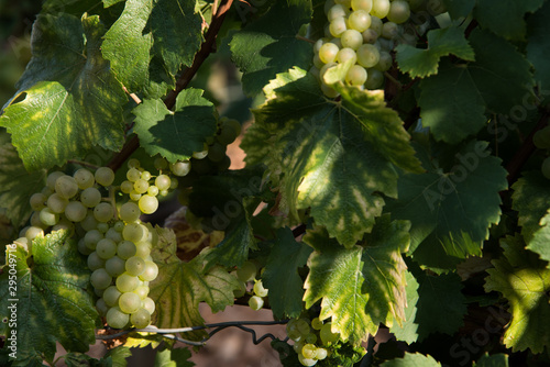 Wallpaper Mural des raisins blancs chardonnay aligoté dans une vigne à Meursault bourgogne Torontodigital.ca