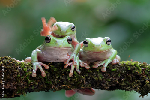 Australian white tree frog on leaves, dumpy frog on branch,  Australian white tree frog sitting on flowes