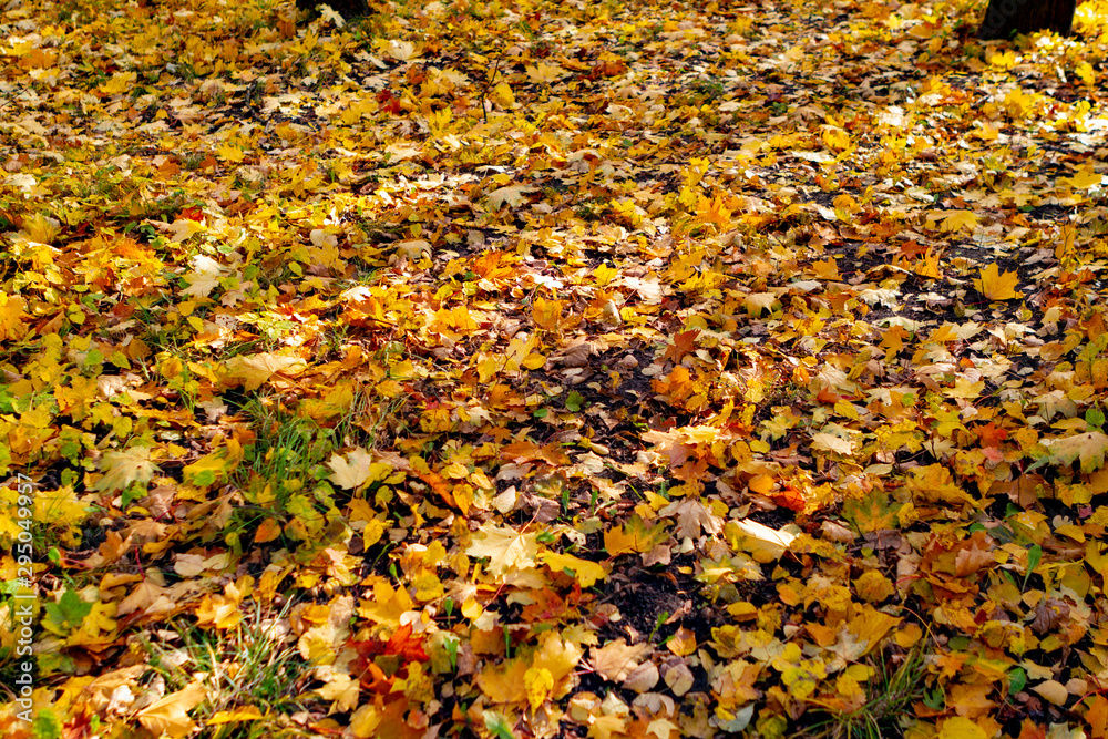 autumn, fall, tree, nature, park, trees, leaves