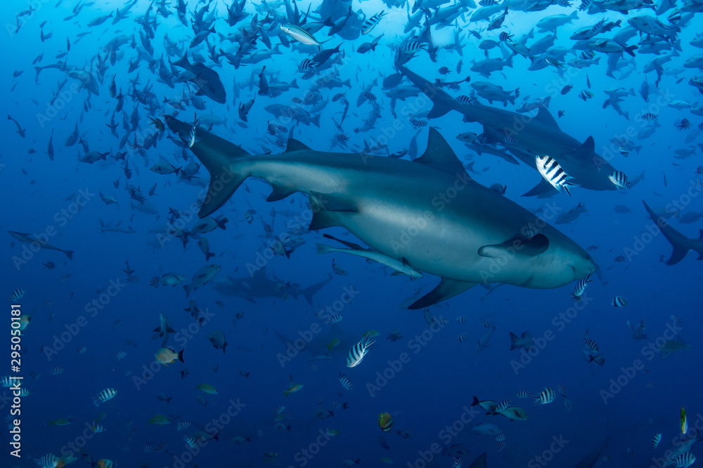 Naklejka premium Bull Shark, Carcharhinus leucas in deep blue ocean