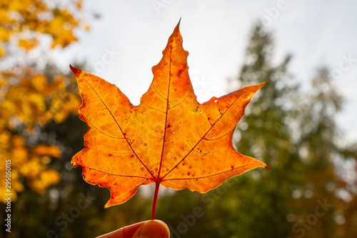 autumn  leaf  fall  maple  leaves  nature