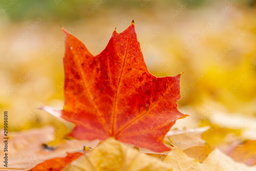 autumn, leaf, fall, maple, leaves, nature autumn, leaf, fall, maple, leaves, nature