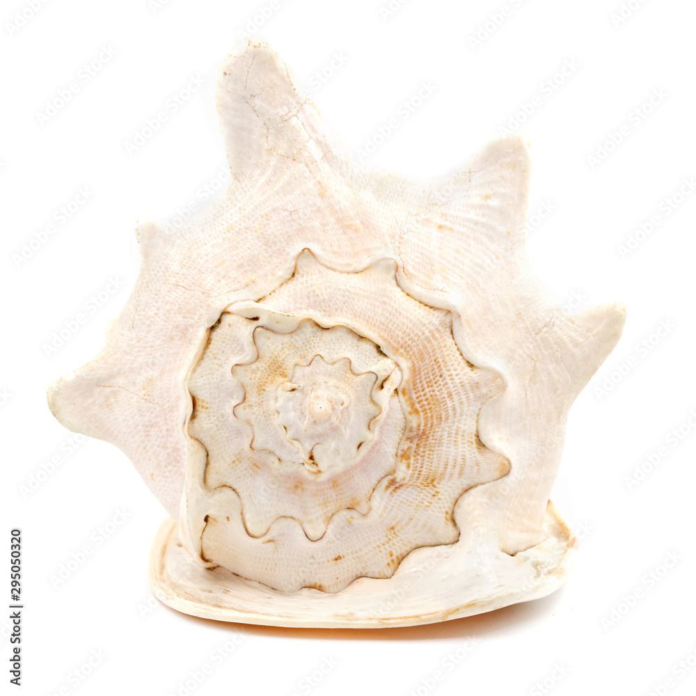 Big seashell isolated on white background. huge sea shell Big seashell isolated on white background. huge sea shell
