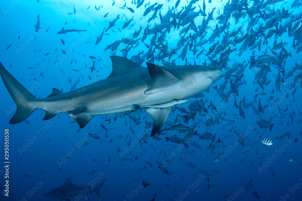 Bull Shark, Carcharhinus leucas in deep blue ocean