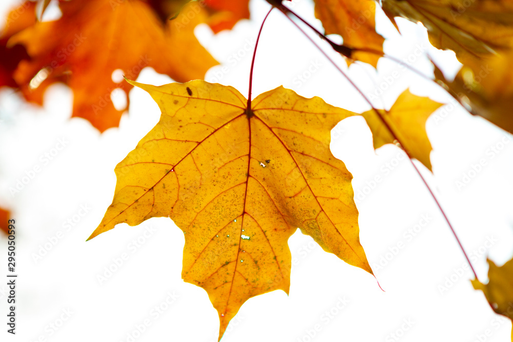 autumn, leaf, fall, maple, leaves, nature autumn, leaf, fall, maple, leaves, nature