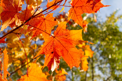 autumn, leaf, fall, maple, leaves, nature