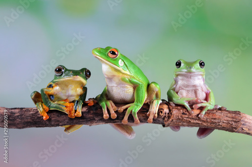 Obraz na plátně Australian white tree frog on leaves, dumpy frog on branch,  Australian white tr