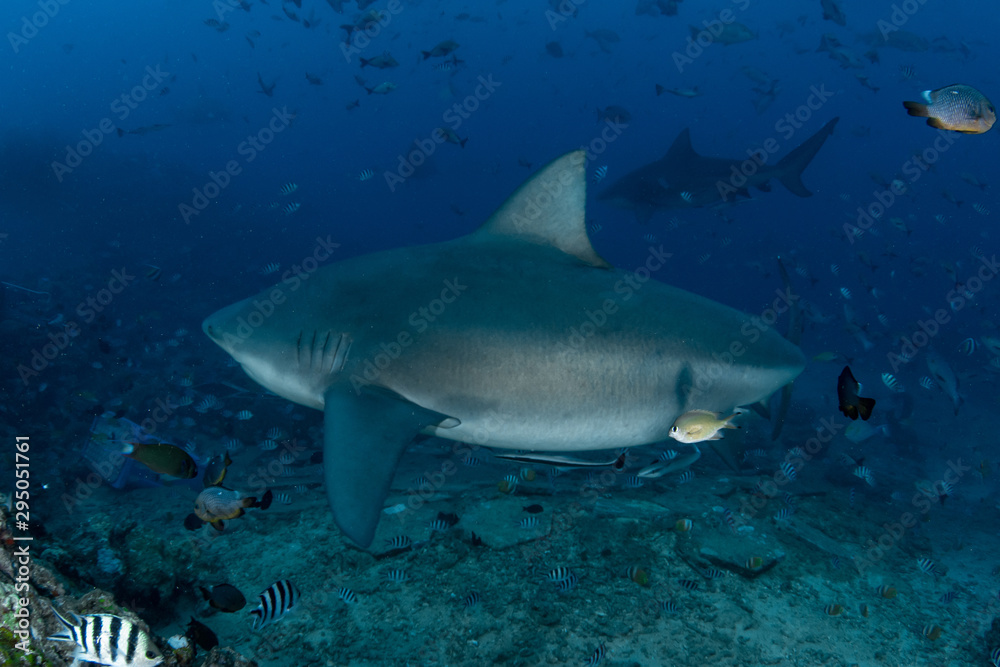 Bull Shark, Carcharhinus leucas in deep blue ocean