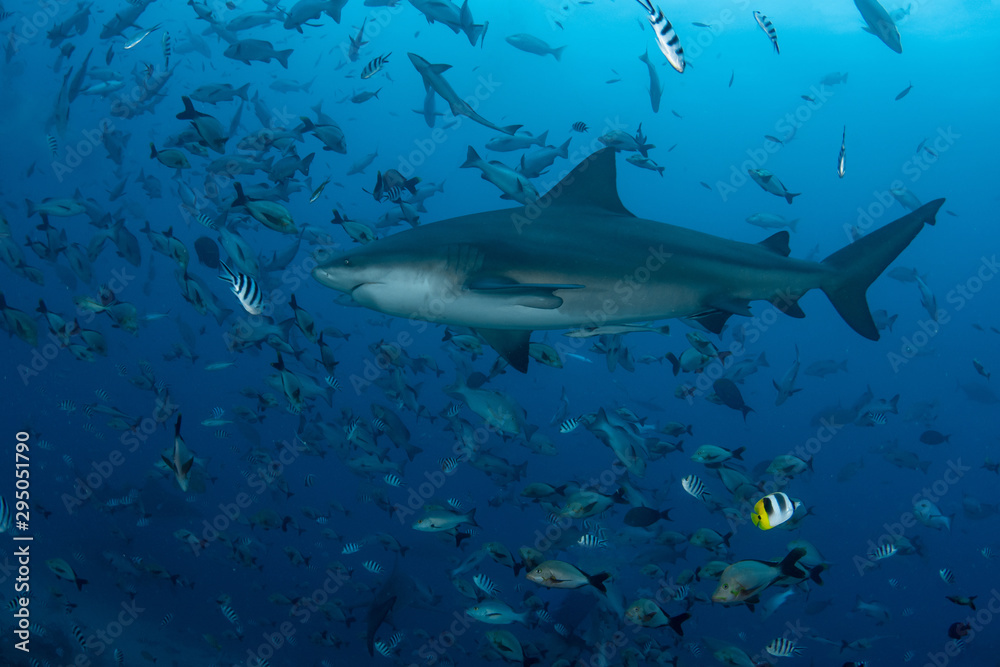 Bull Shark, Carcharhinus leucas in deep blue ocean Bull Shark, Carcharhinus leucas in deep blue ocean
