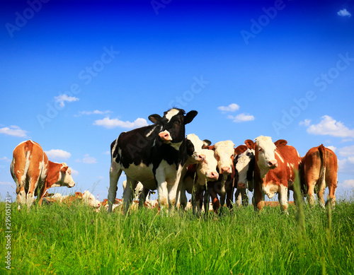 Cows on a green summer meadow © Željko Radojko