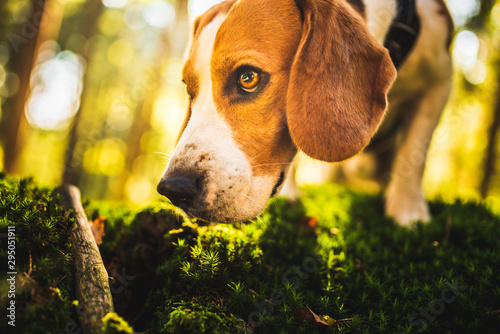 The beagle dog in sunny autumn forest. Alerted huond searching for scent and listening to the woods sounds. photo