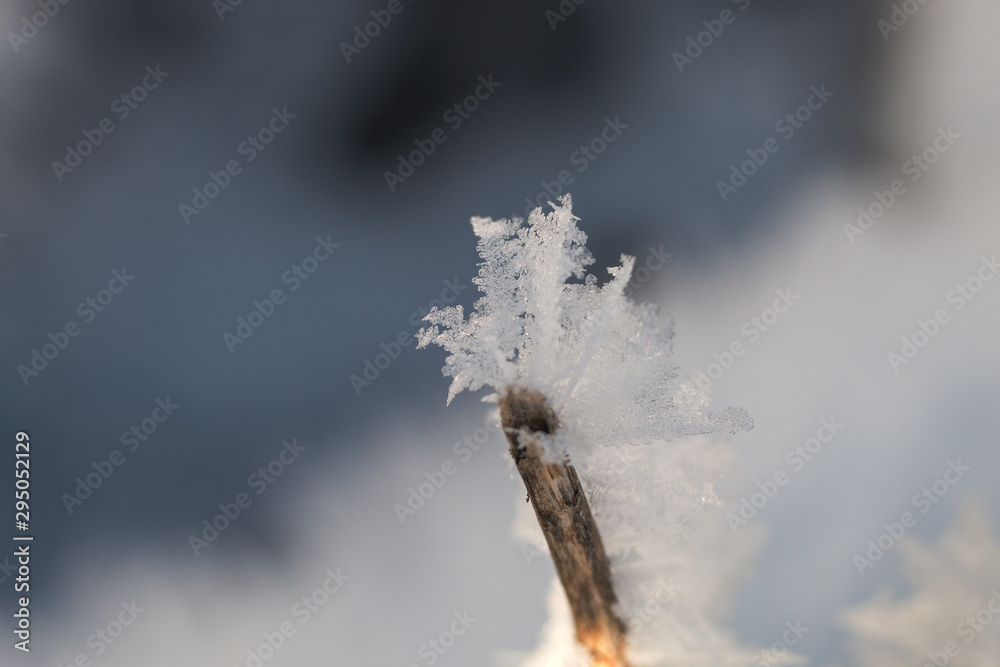 Obraz premium branch with ice stars