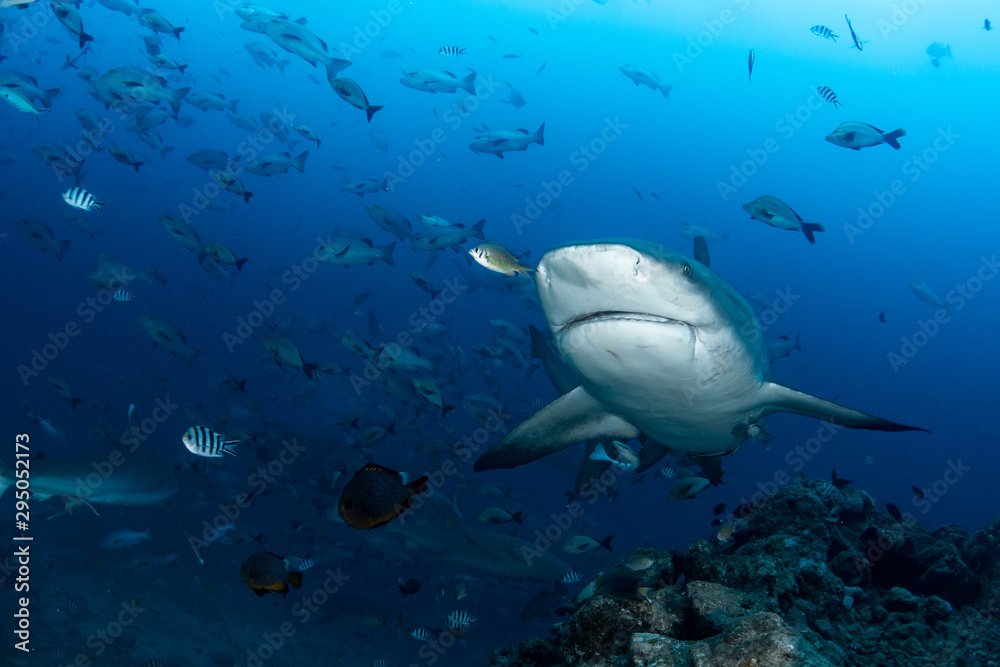 Obraz premium Bull Shark, Carcharhinus leucas in deep blue ocean