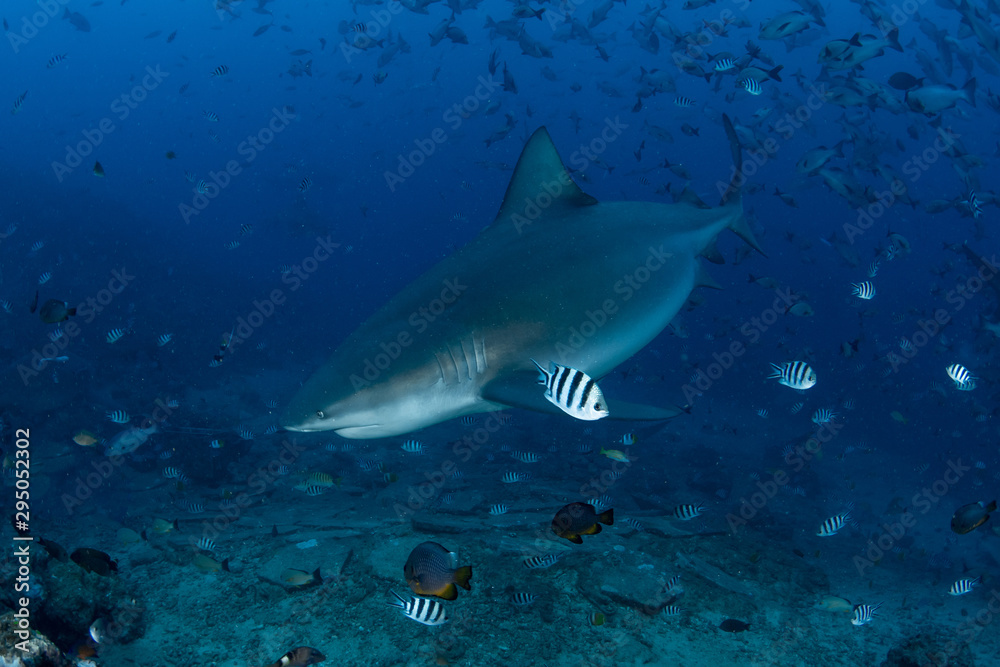 Fototapeta premium Bull Shark, Carcharhinus leucas in deep blue ocean