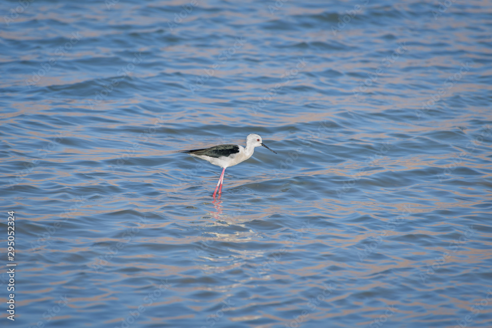 Minimalistic spring landscape with a bird in the lake. Black-winged stilt, himantopus himantopus, a long-legged wader. Bird watching in Eilat Minimalistic spring landscape with a bird in the lake. Black-winged stilt, himantopus himantopus, a long-legged wader. Bird watching in Eilat