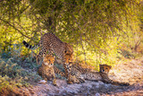 Three cheetahs in the Etosha National Park