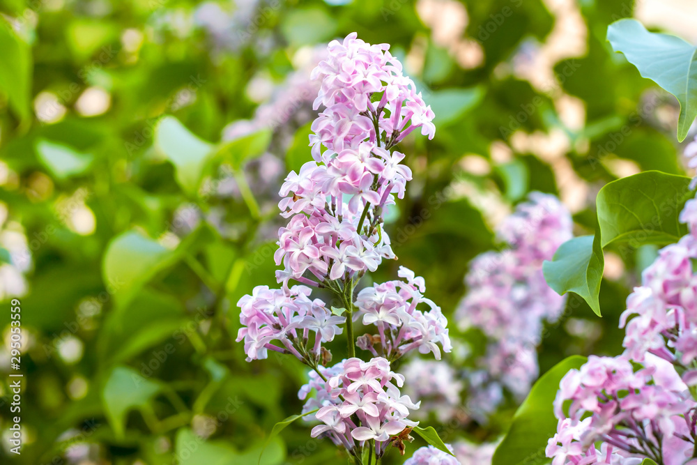 Blossoming branch of light purple lilac Syringa vulgaris flowers on green leaves background in the spring park. Blossoming branch of light purple lilac Syringa vulgaris flowers on green leaves background in the spring park.