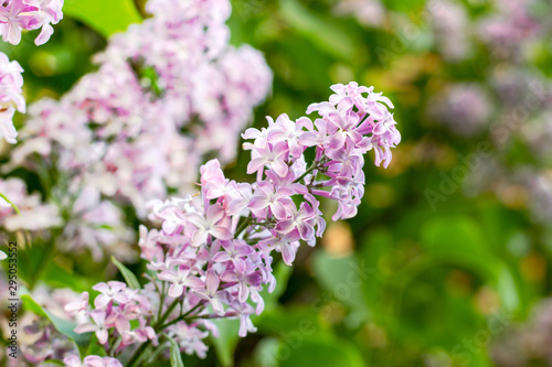 Blossoming branch of light purple lilac Syringa vulgaris flowers on green leaves background in the spring park.