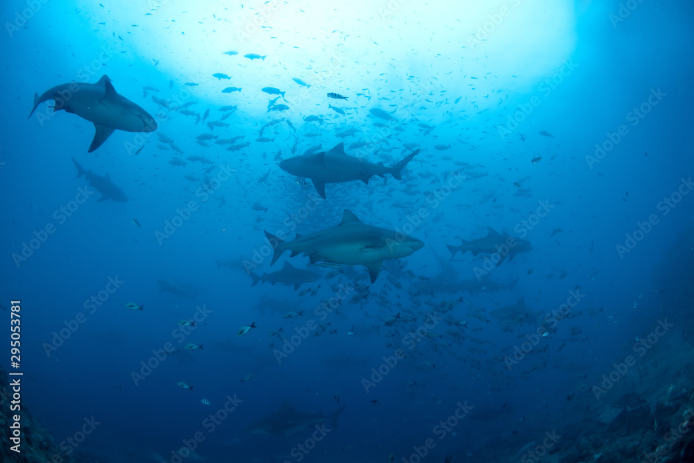 Obraz premium School of Bull Shark, Carcharhinus leucas