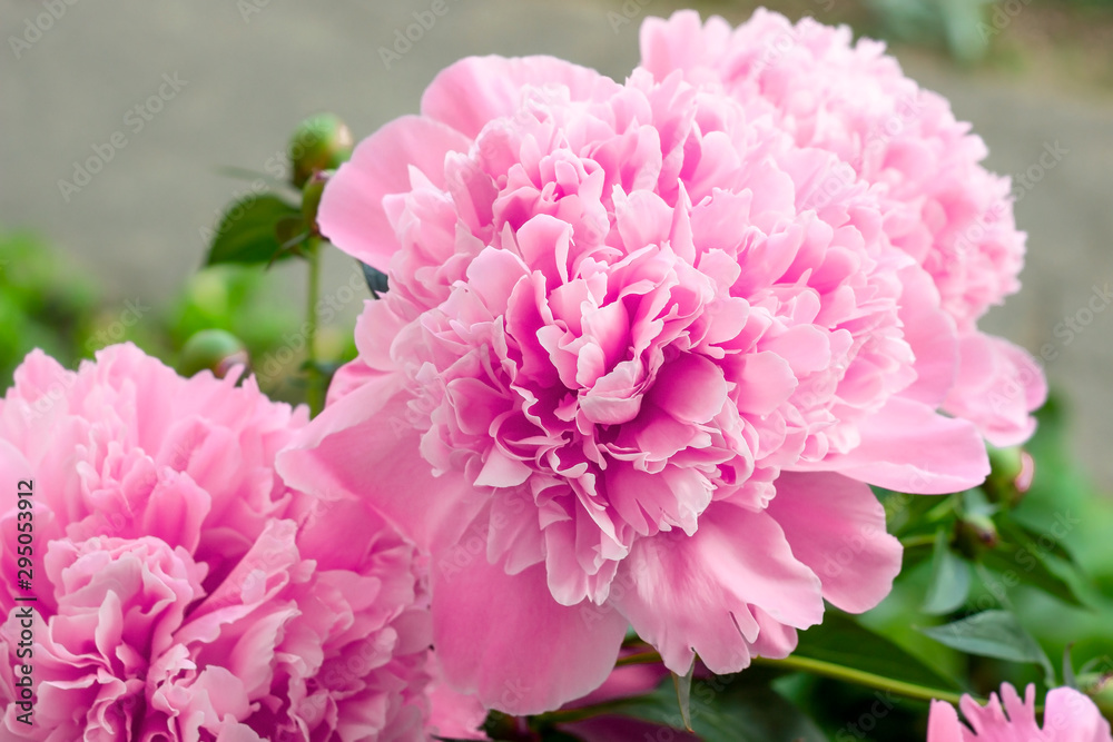 Bright pink blossoming peony flowers on green leaves background in spring and summer.