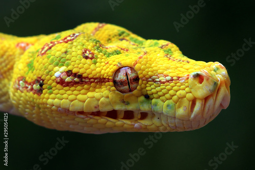 Foto Yellow tree python snake on branch, snake, reptile, reptiles closeup
