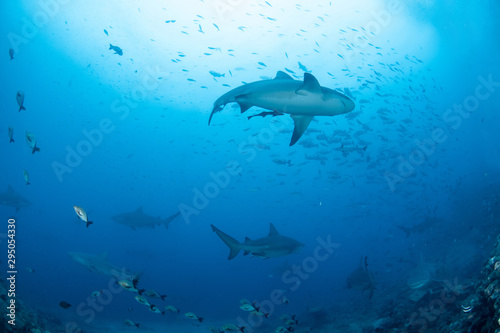 School of Bull Shark, Carcharhinus leucas © Krzysztof Bargiel