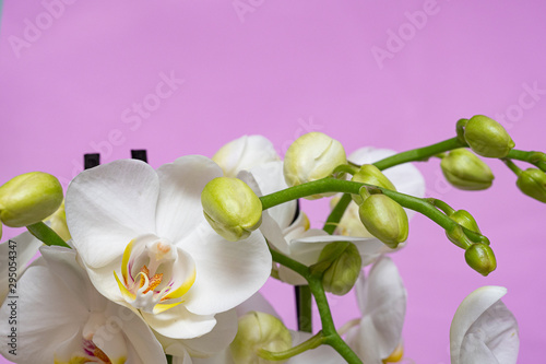 White Orchid with large white flowers on a soft light background, many buds. Close up. photo