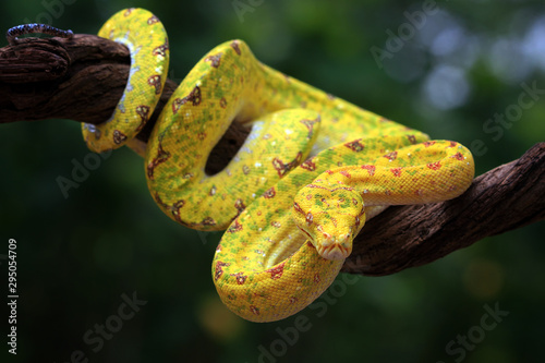 Yellow tree python snake on branch, snake, reptile, reptiles closeup