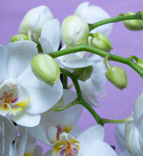 White Orchid with large white flowers on a soft light background, many buds. Close up. photo