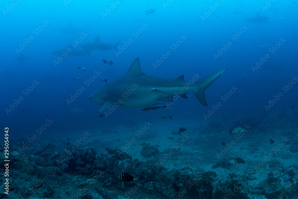 Fototapeta premium Bull Shark, Carcharhinus leucas in deep blue ocean