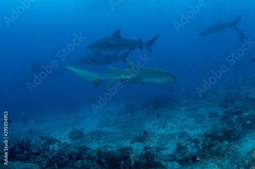 School of Bull and Nurse shark in deep blue ocean  © Krzysztof Bargiel