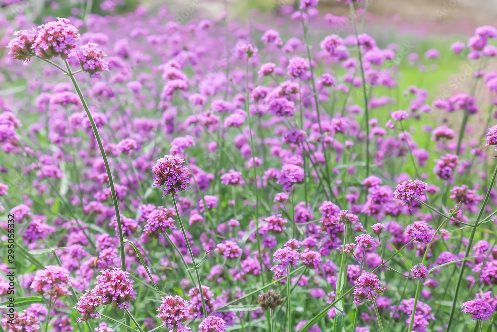 Selective focus of Purple flowers in the garden