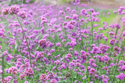 Selective focus of Purple flowers in the garden