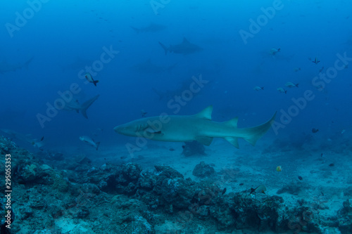 School of Bull and Nurse shark in deep blue ocean 