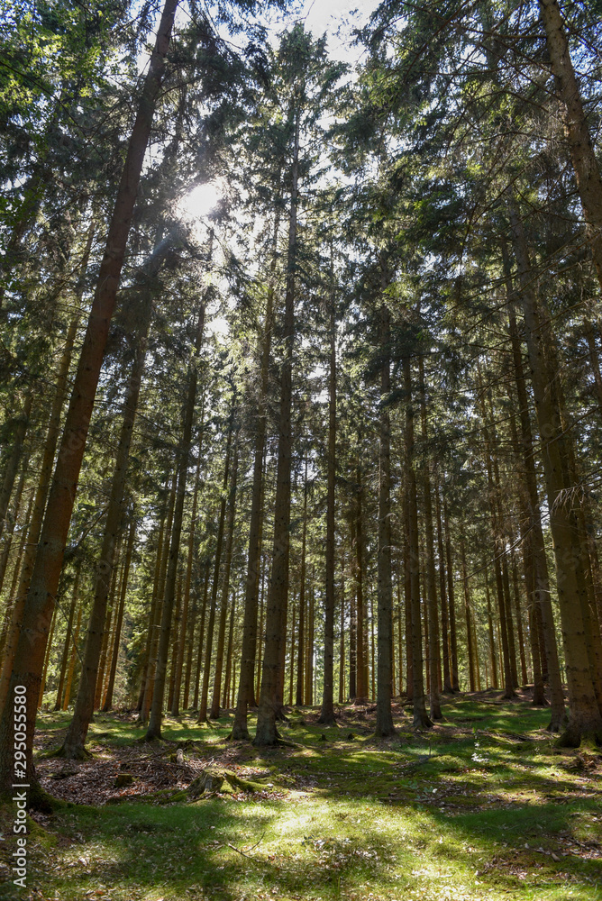 Fototapeta premium Sunrays filtering thru the forest foliage at Gribskov in Denmark
