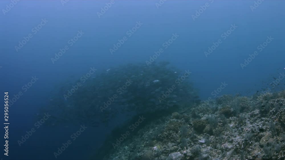 School of Bigeye Trevallies on the edge of a coral reef. Tubbataha Reef dive site Kook 4k footage School of Bigeye Trevallies on the edge of a coral reef. Tubbataha Reef dive site Kook 4k footage