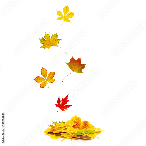 Autumn leaves fall onto a heap of autumnal foliage isolated on white background.