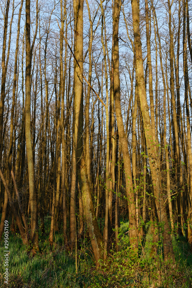 Schwarzerlen-Bruchwald Schwarzerlen-Bruchwald