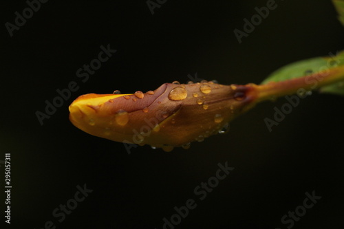 single yellow lily bud in the rainy day with some rain drops on the bud