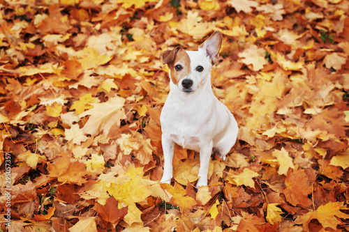 dog jack russell in the park in autumn, dog for the seasonal calendar with animals