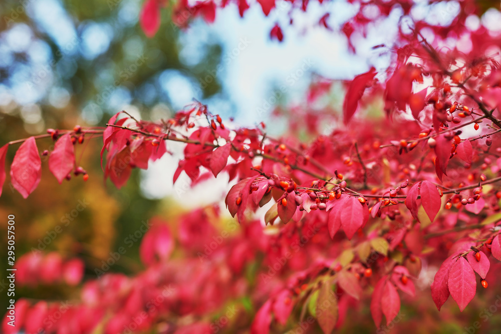 background of red autumn leaves on a tree background of red autumn leaves on a tree