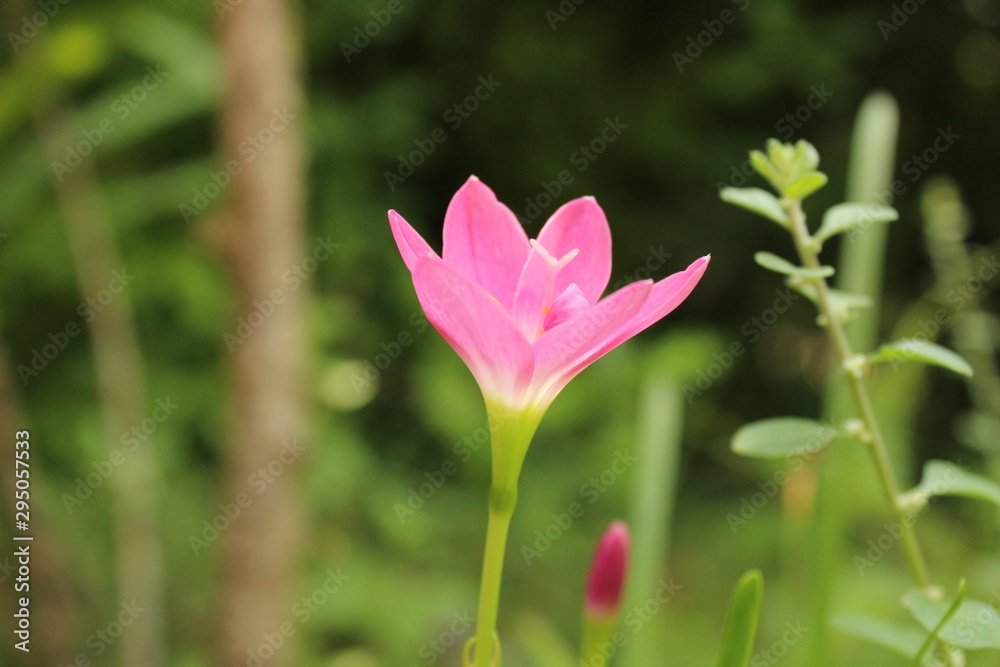 Single lily in the garden with green background with close up shot