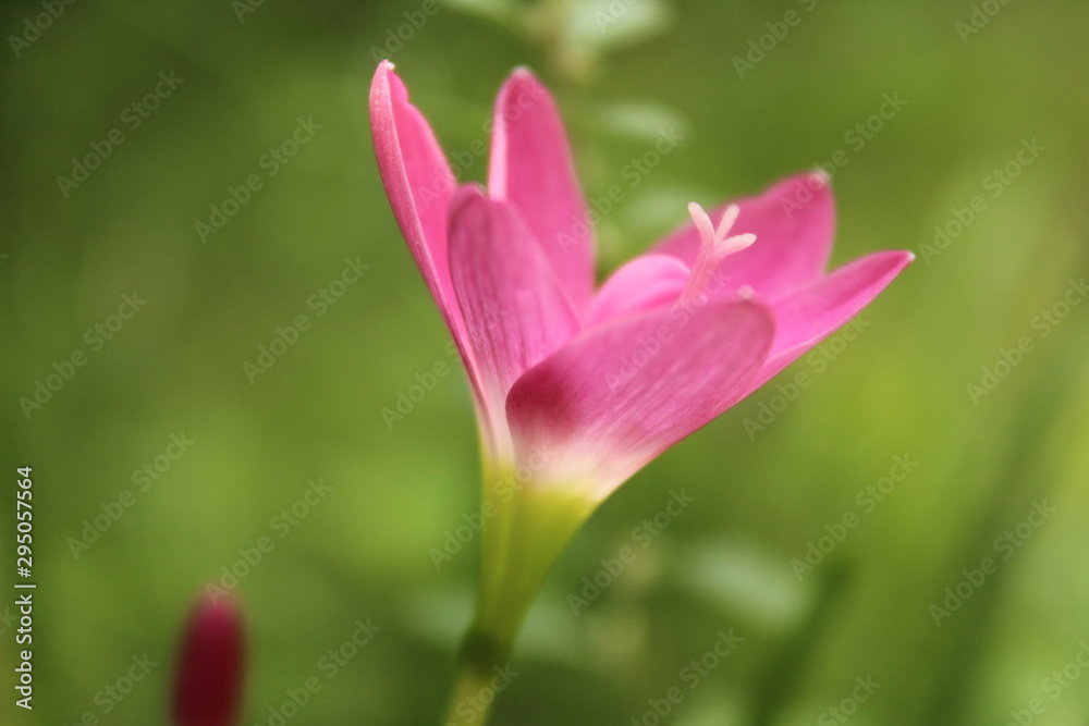 Single lily in the garden with green background with close up shot