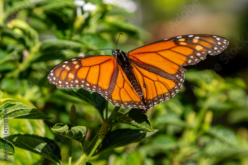 Beautiful Butterfly photo