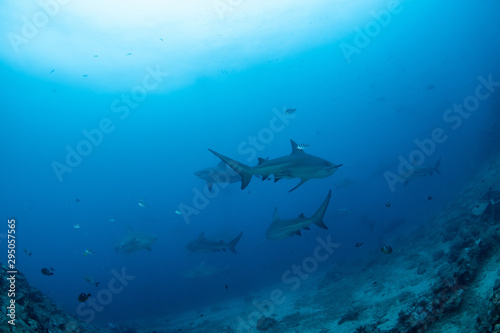 Fototapeta Naklejka Na Ścianę i Meble -  School of Bull Shark, Carcharhinus leucas